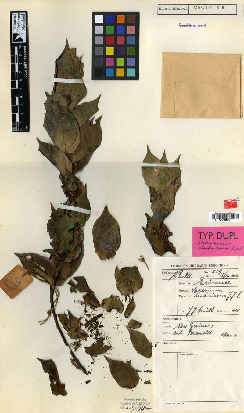 Vaccinium imbricans