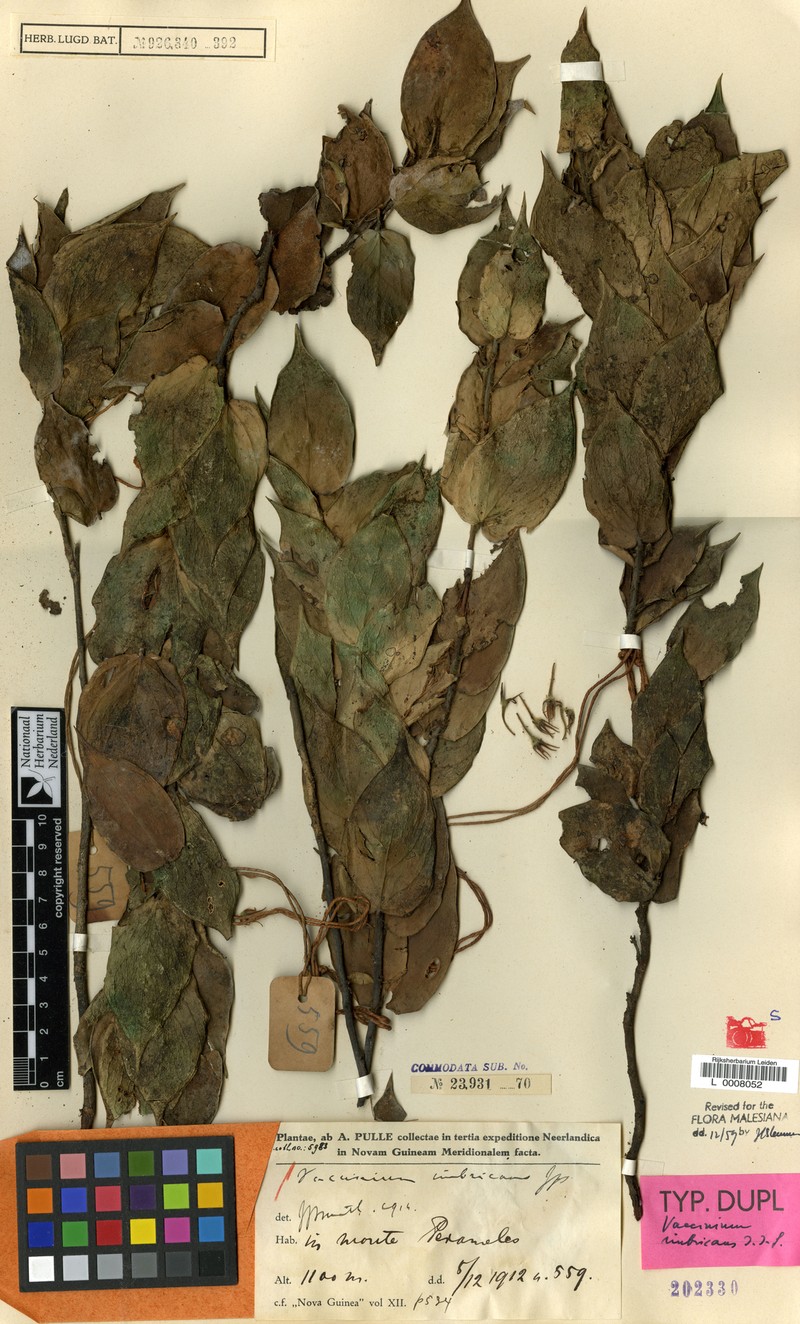 Vaccinium imbricans photo 2