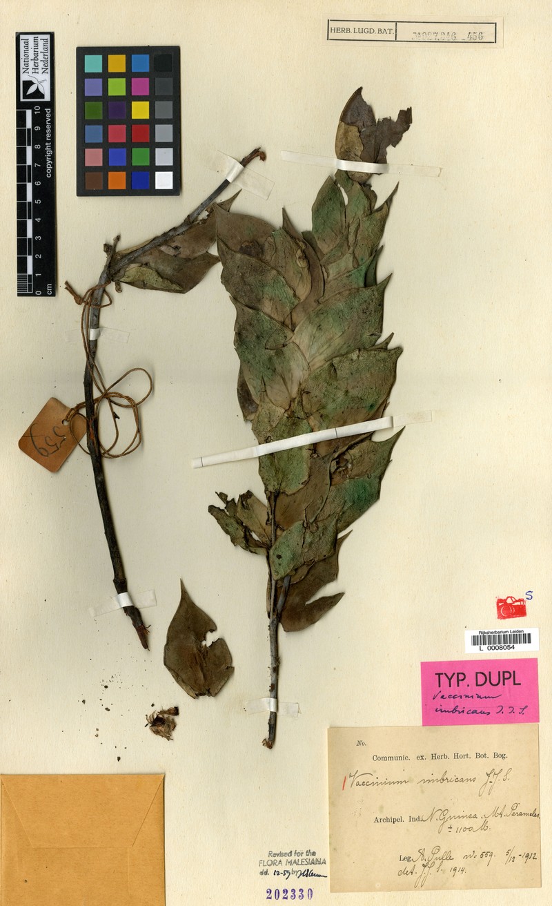 Vaccinium imbricans photo 3