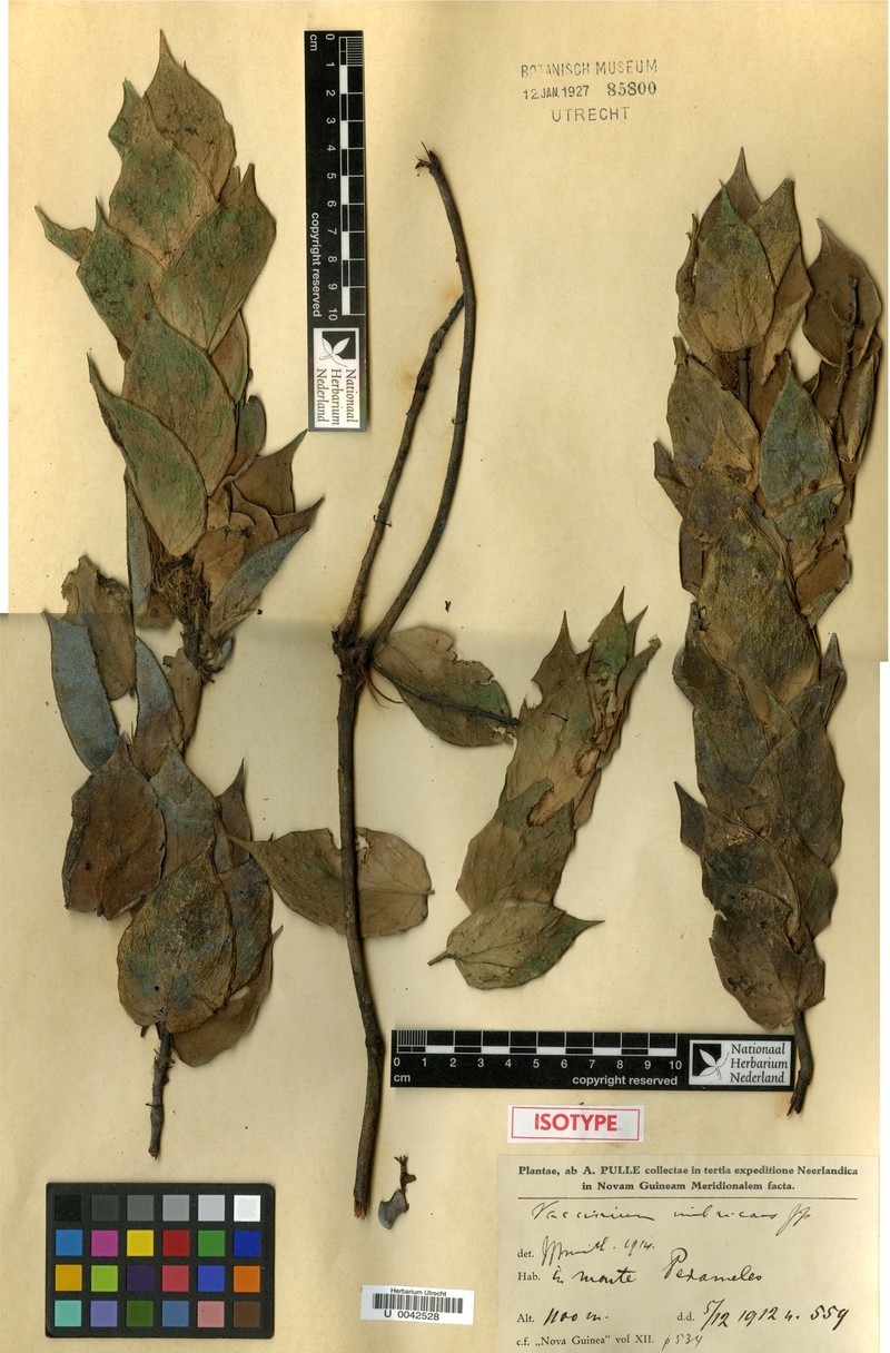 Vaccinium imbricans photo 4