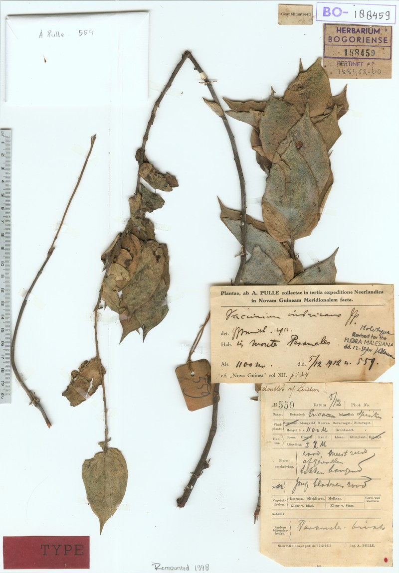 Vaccinium imbricans photo 5