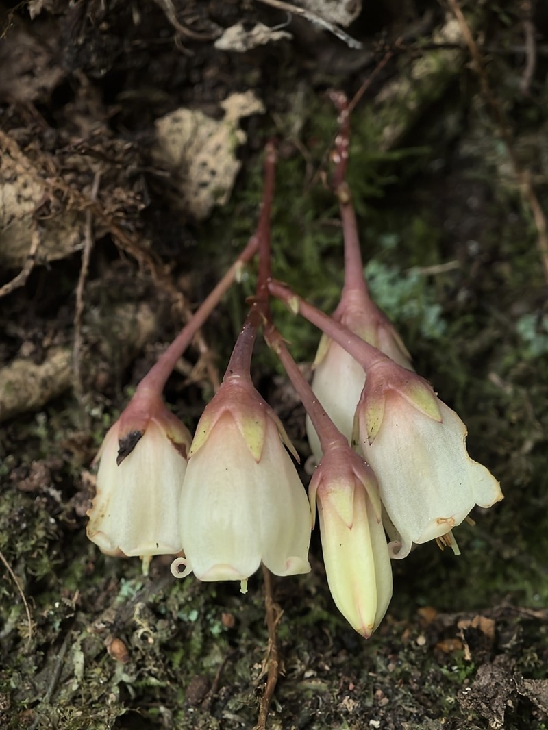 Vaccinium impressinerve