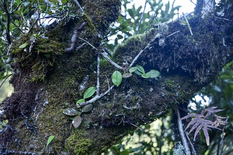 Vaccinium impressinerve photo 2
