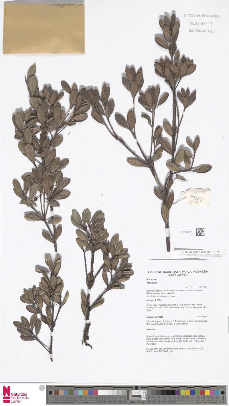 Vaccinium inconspicuum