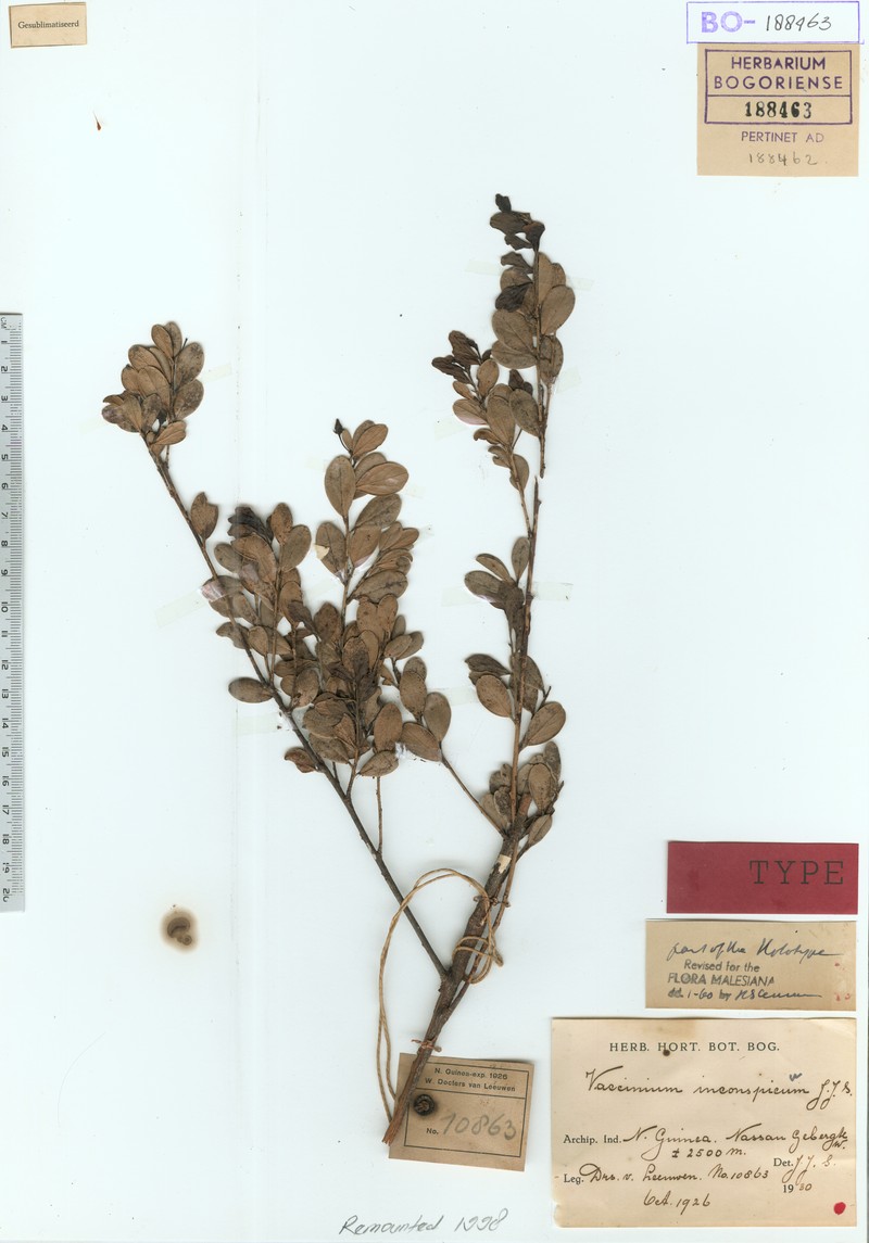 Vaccinium inconspicuum photo 2