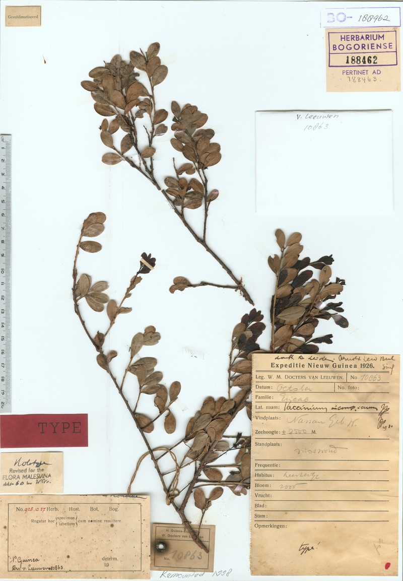 Vaccinium inconspicuum photo 3