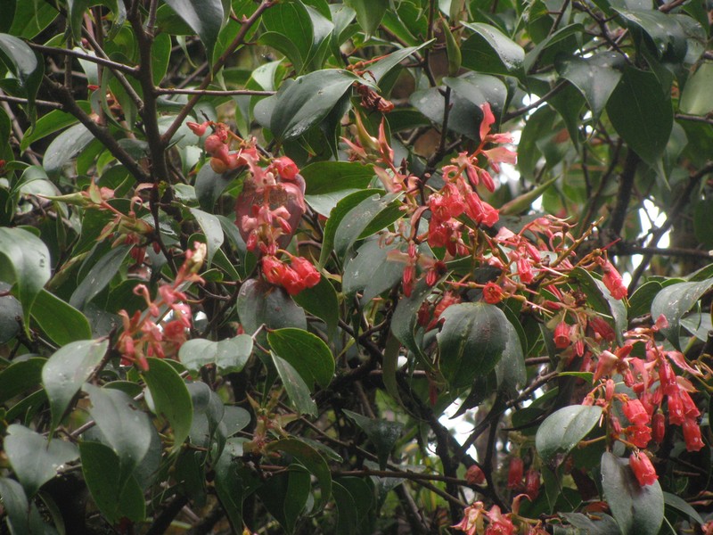 Vaccinium indutum