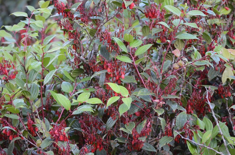 Vaccinium indutum photo 2