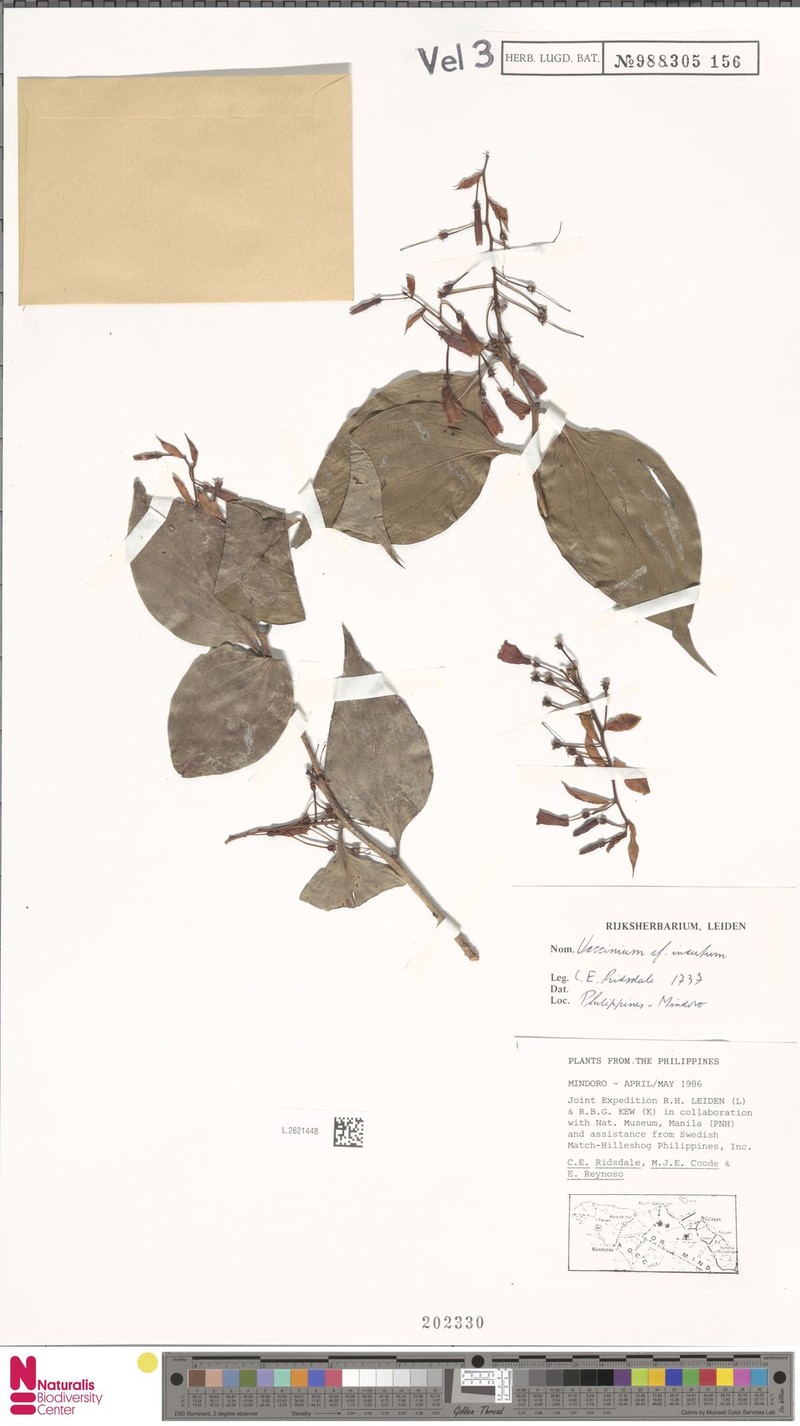 Vaccinium indutum photo 3