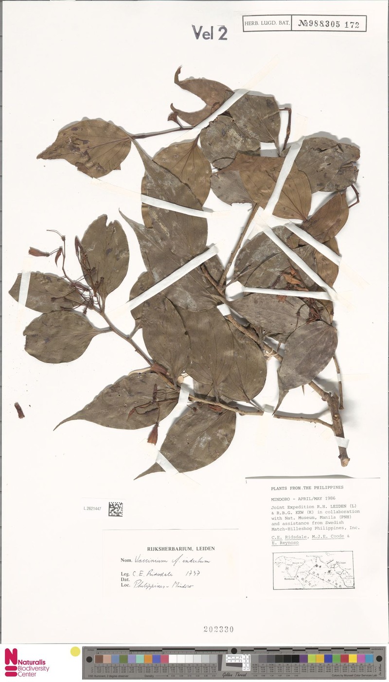 Vaccinium indutum photo 4