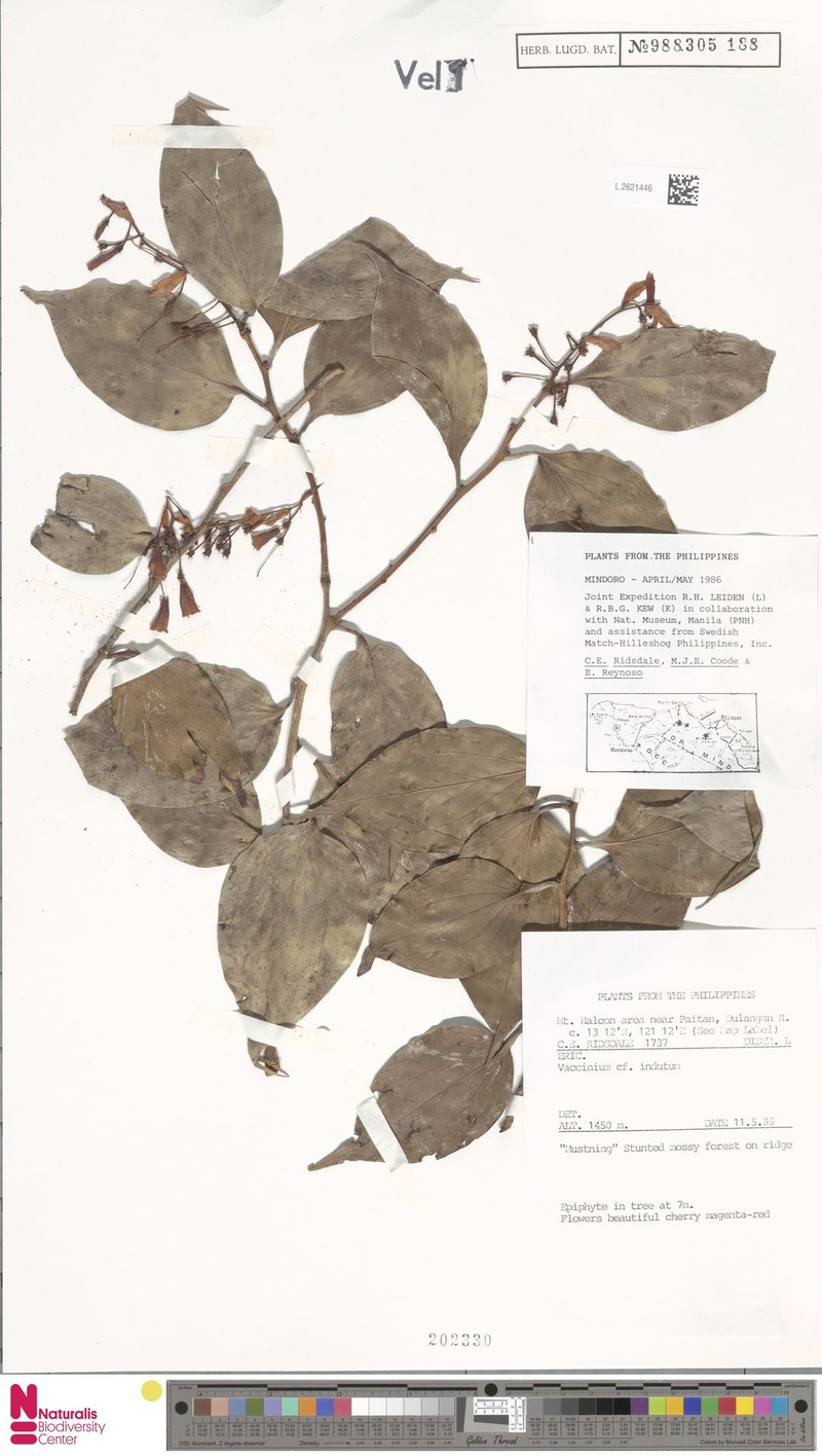 Vaccinium indutum photo 5