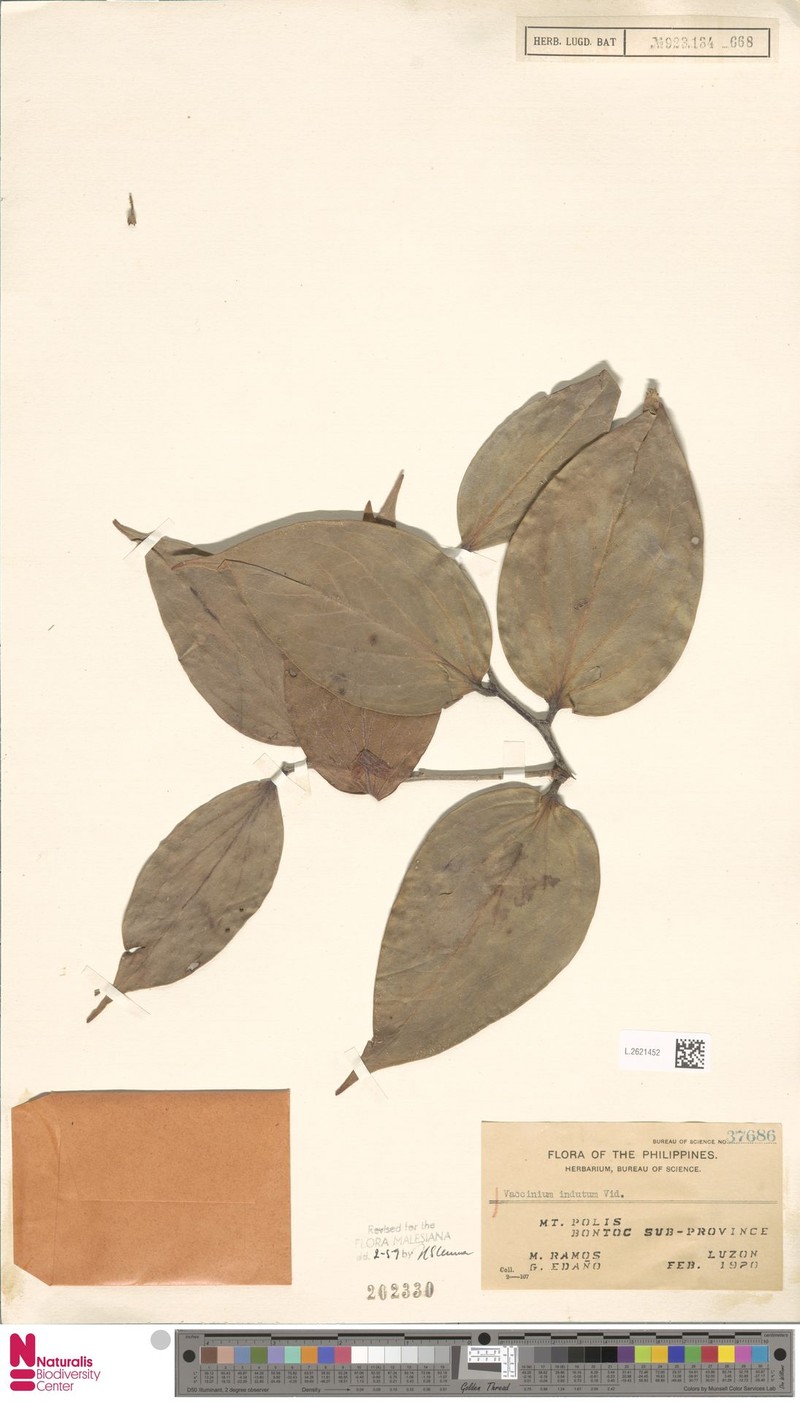 Vaccinium indutum photo 6