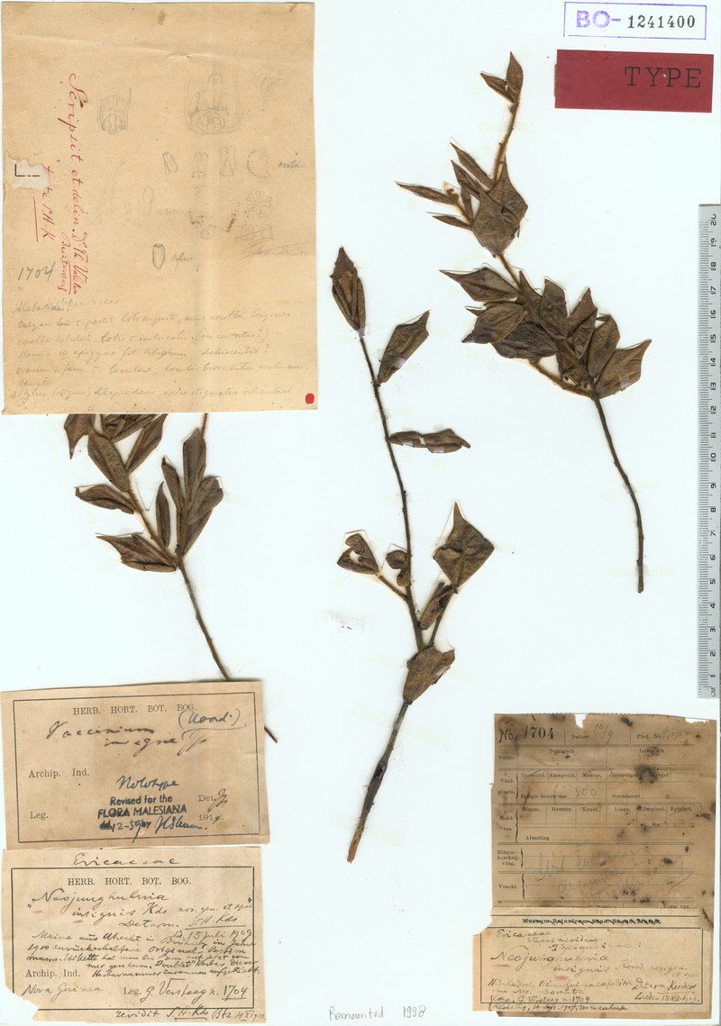 Vaccinium insigne