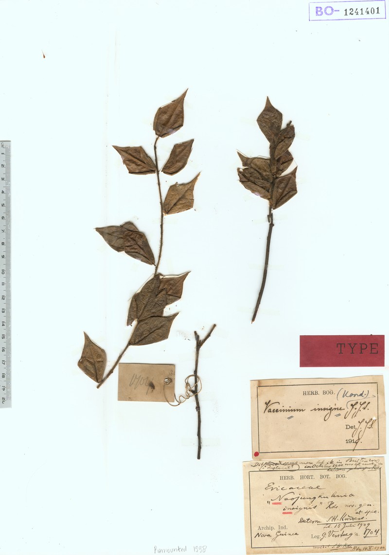 Vaccinium insigne photo 2