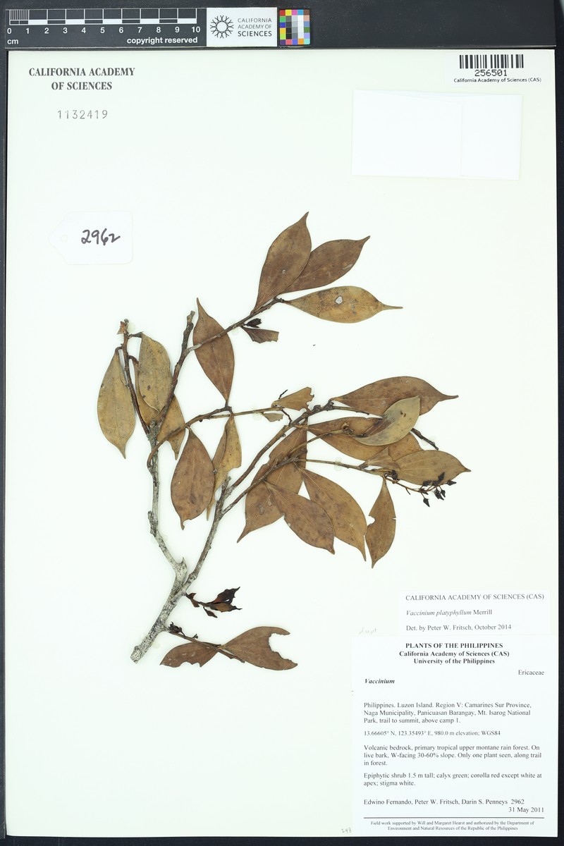 Vaccinium irigaense