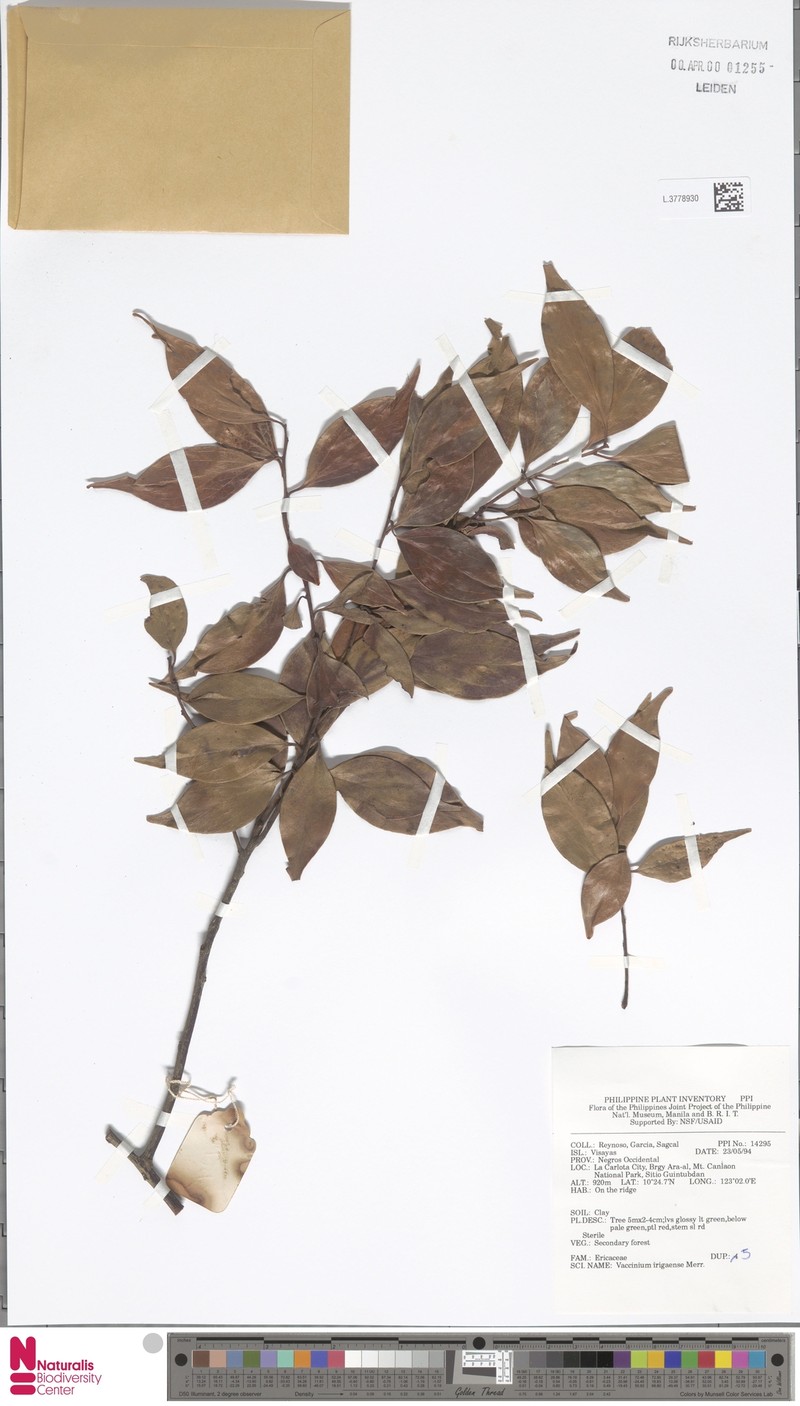 Vaccinium irigaense photo 2