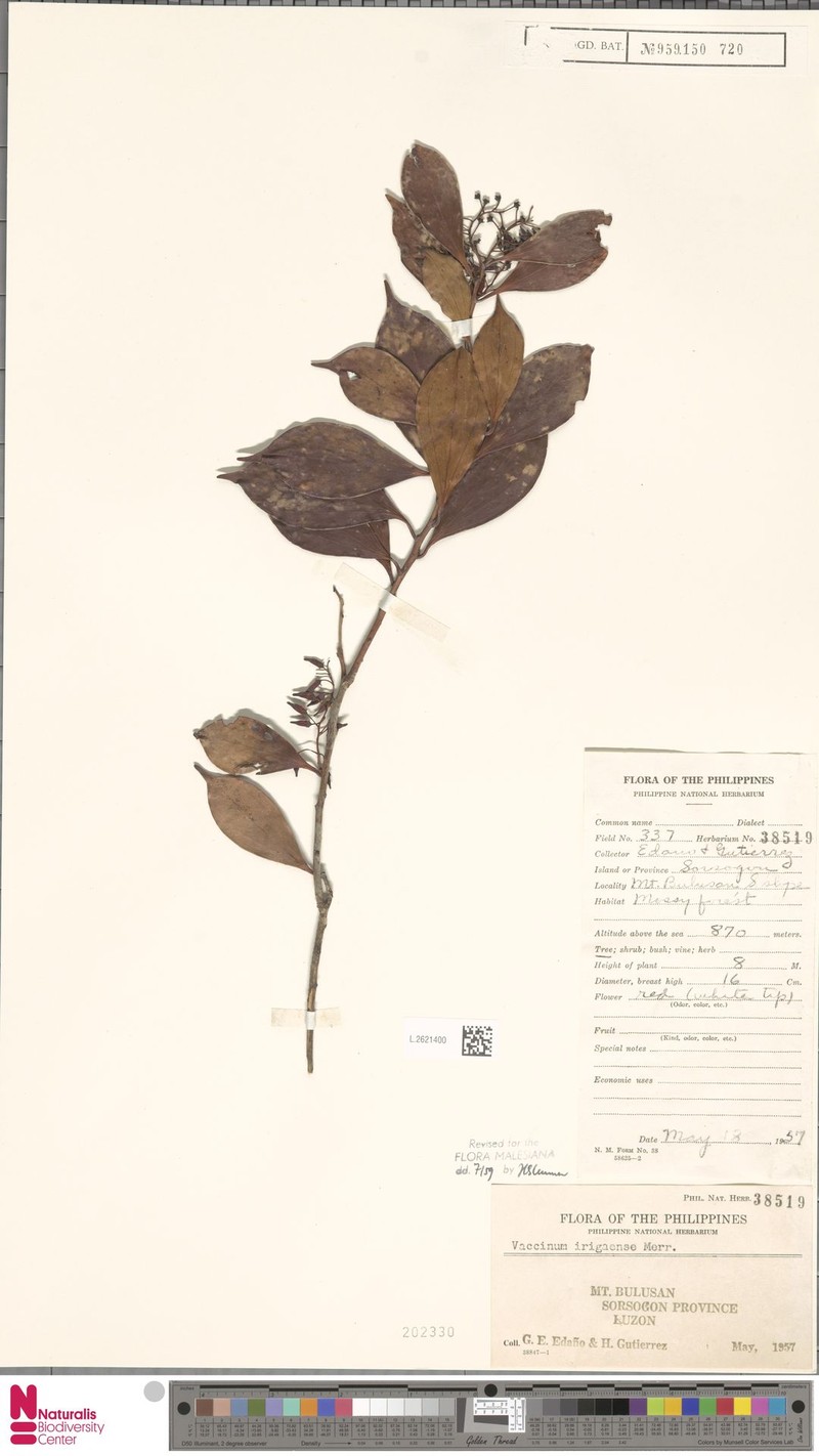 Vaccinium irigaense photo 3