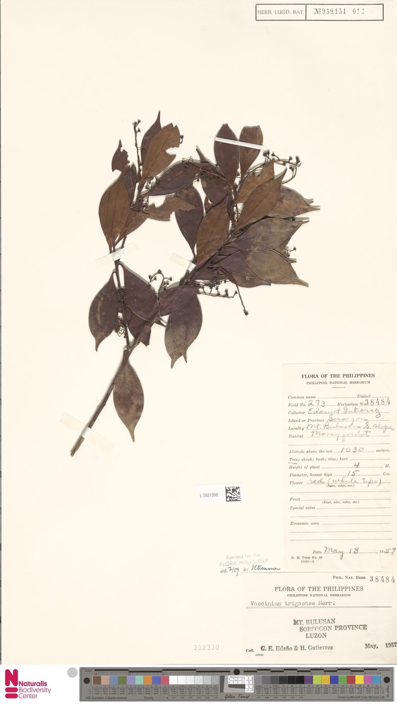 Vaccinium irigaense photo 4