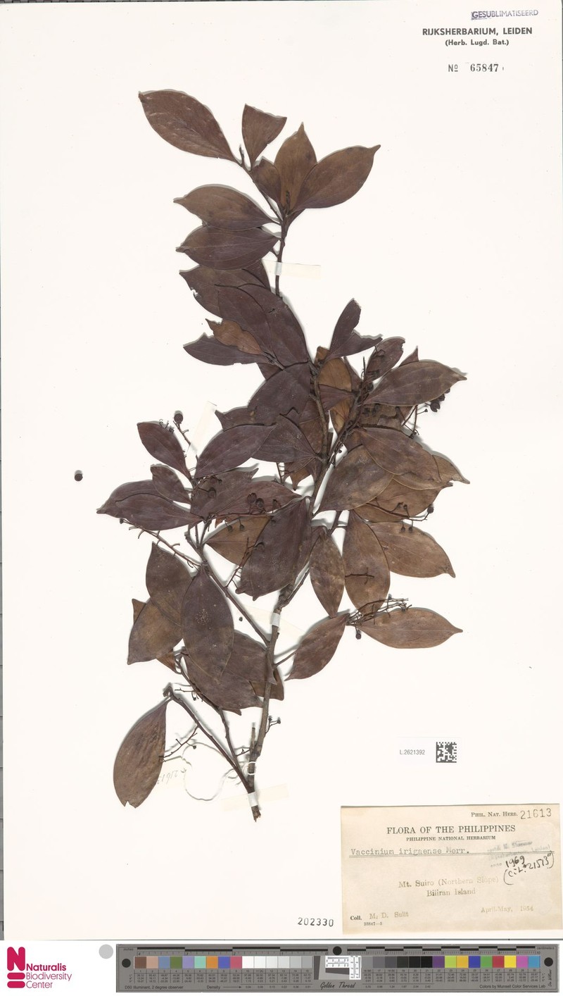 Vaccinium irigaense photo 5