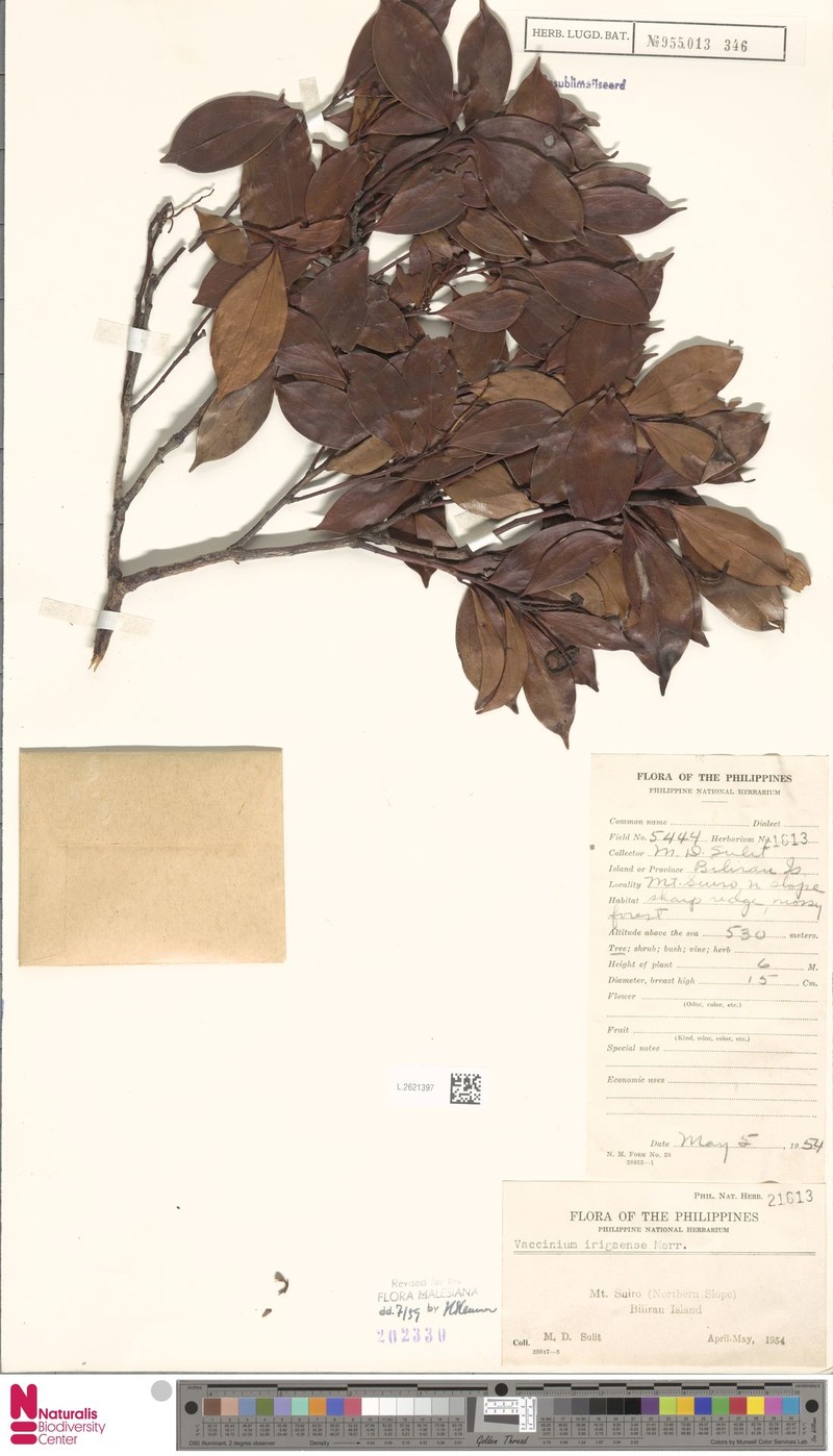 Vaccinium irigaense photo 6