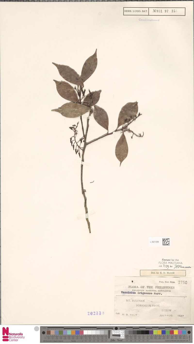 Vaccinium irigaense photo 7