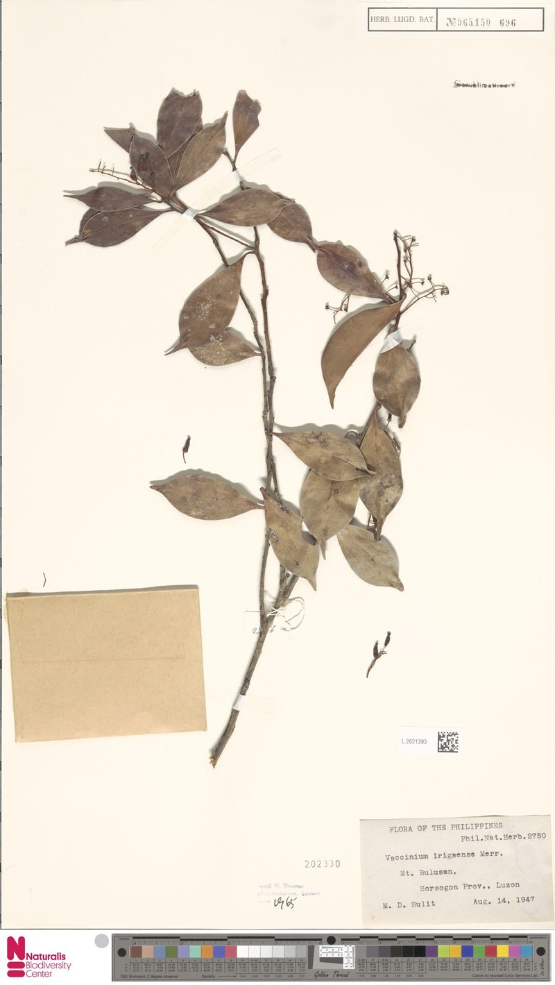 Vaccinium irigaense photo 8