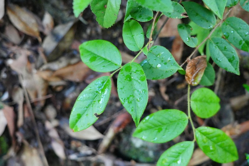 Vaccinium iteophyllum