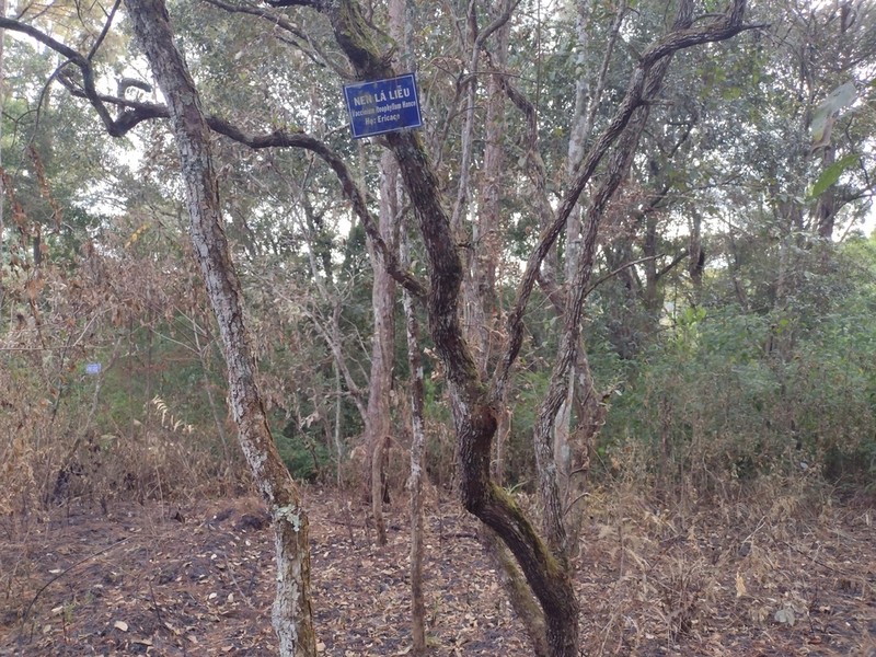 Vaccinium iteophyllum photo 2