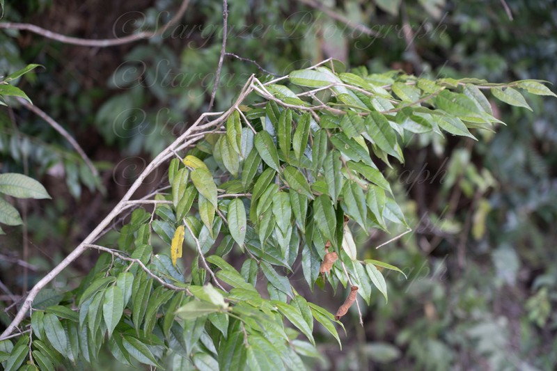 Vaccinium iteophyllum photo 3