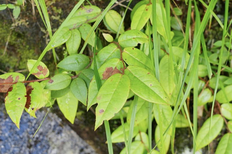 Vaccinium iteophyllum photo 4