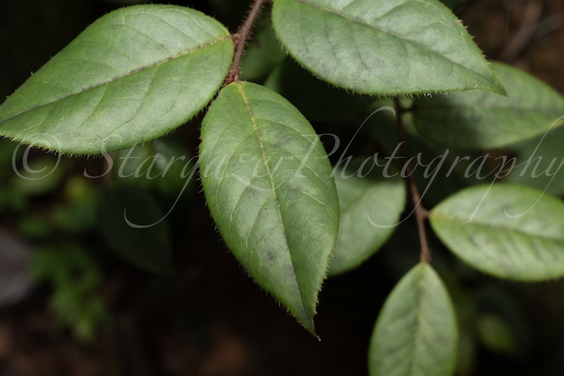 Vaccinium iteophyllum photo 5