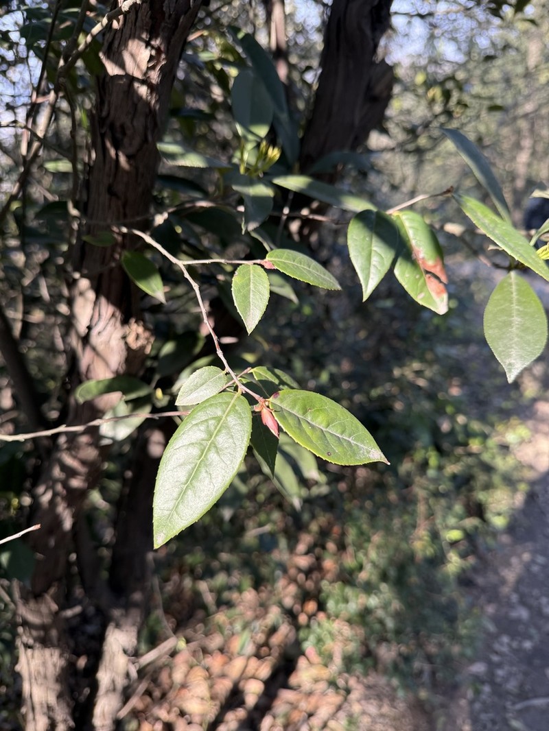 Vaccinium iteophyllum photo 6