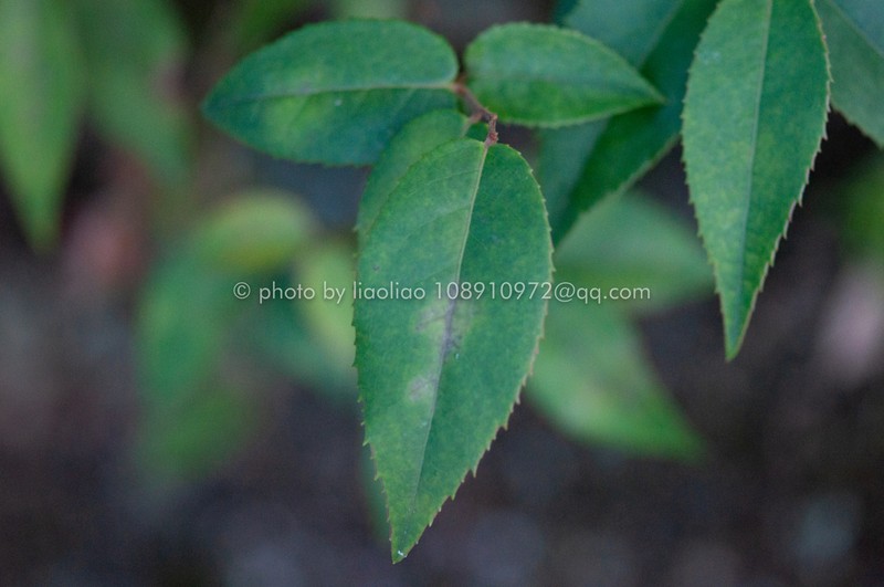 Vaccinium iteophyllum photo 7