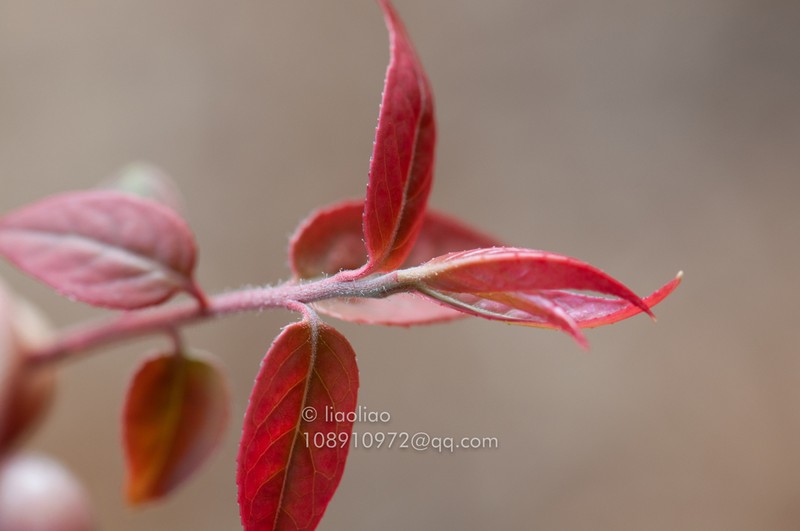 Vaccinium iteophyllum photo 8