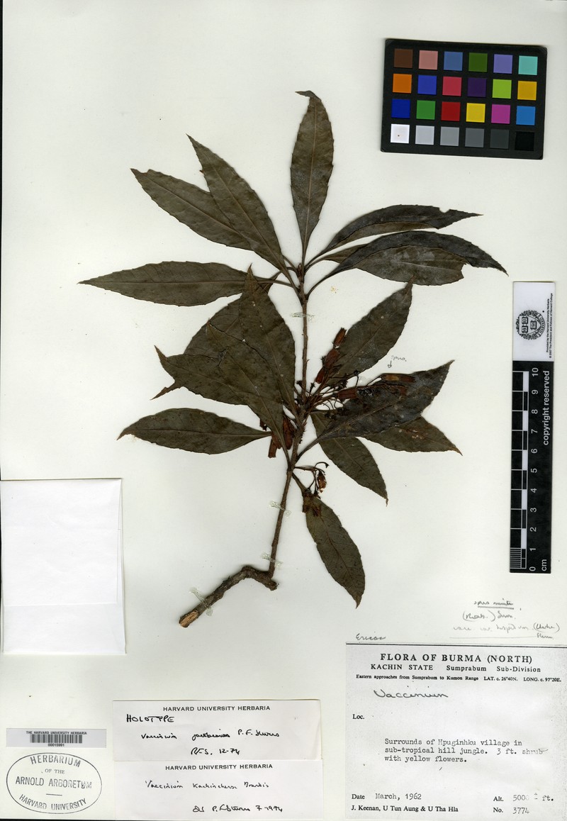 Vaccinium jacobeanum