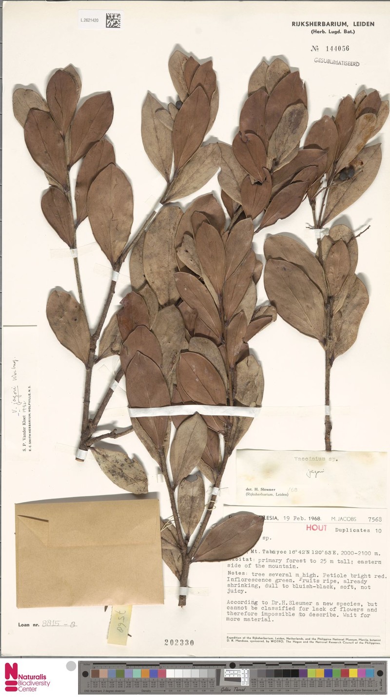 Vaccinium jagorii photo 4