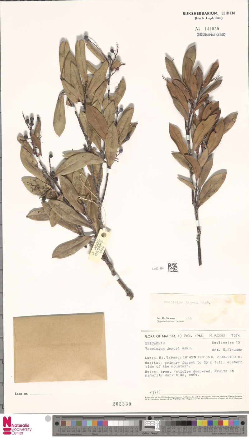 Vaccinium jagorii photo 6