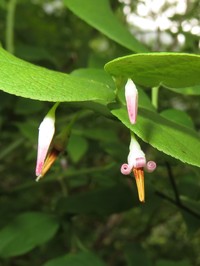 Vaccinium japonicum