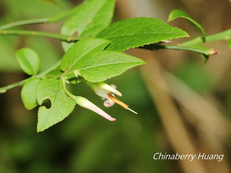 Vaccinium japonicum photo 2
