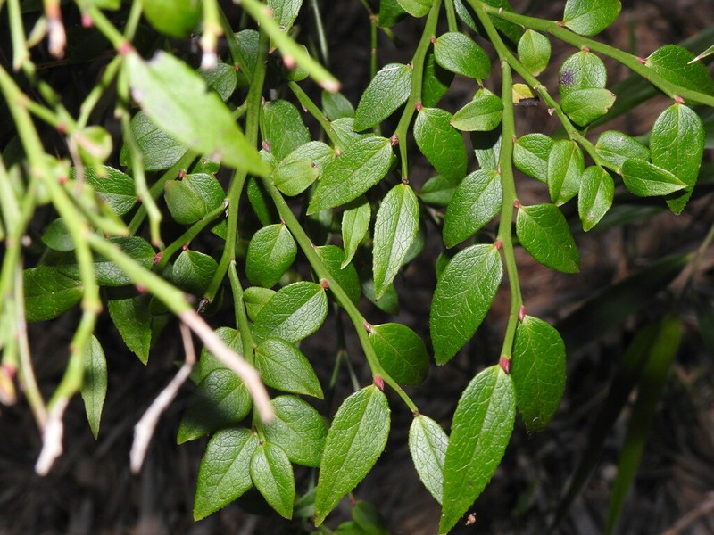 Vaccinium japonicum photo 3