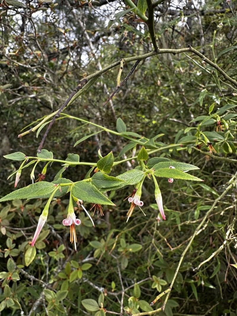 Vaccinium japonicum photo 4