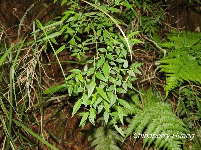Vaccinium japonicum photo 5