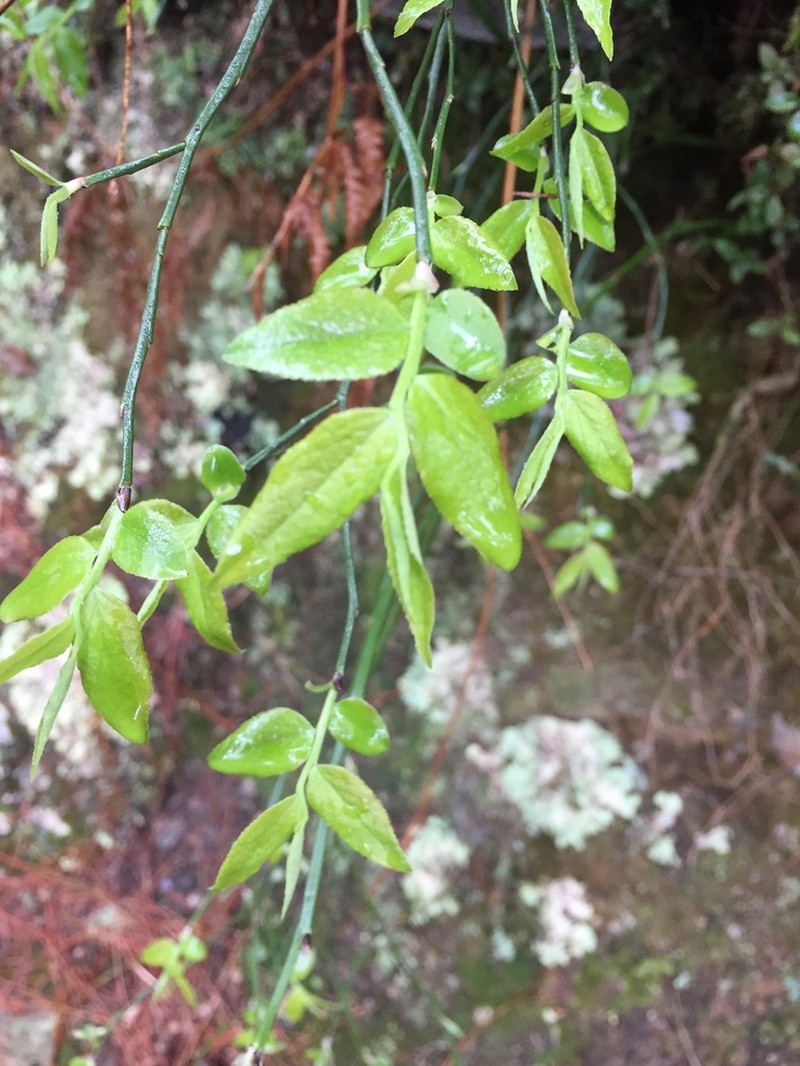 Vaccinium japonicum photo 6