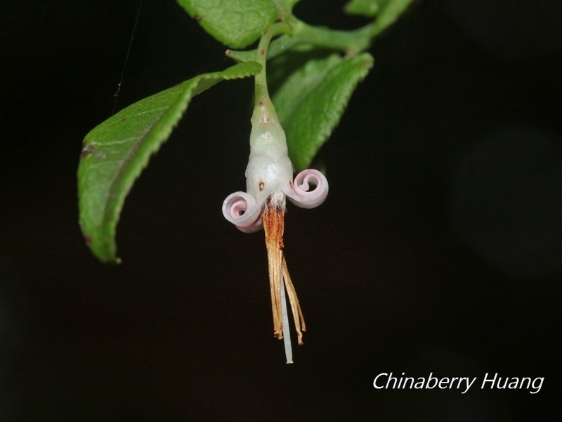 Vaccinium japonicum photo 7