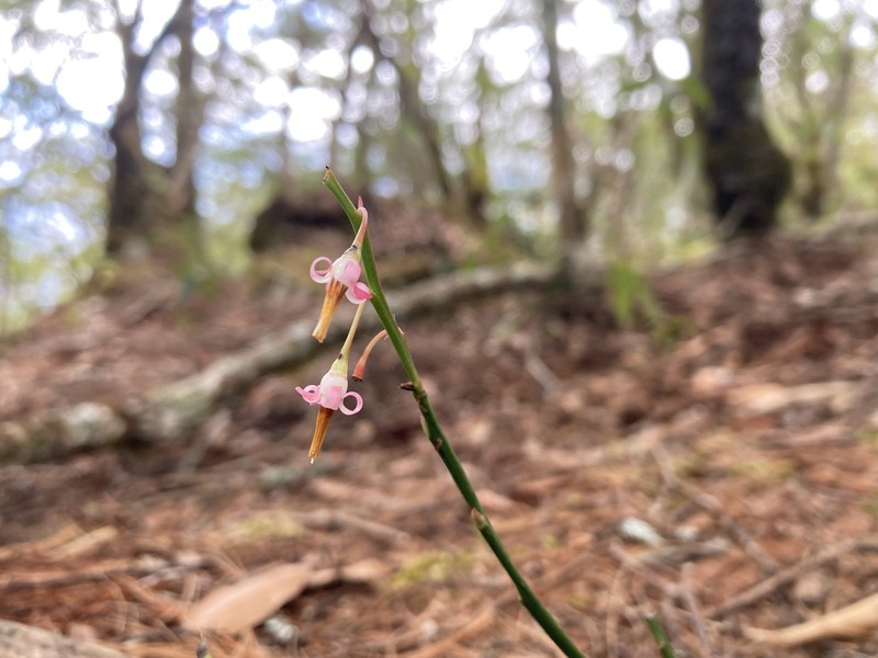 Vaccinium japonicum var. lasiostemon
