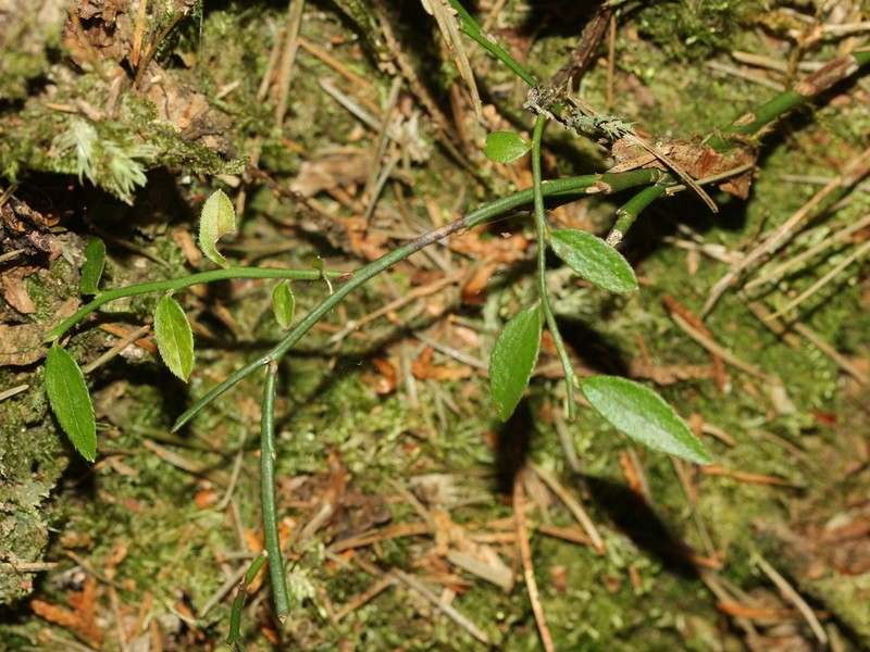 Vaccinium japonicum var. lasiostemon photo 2