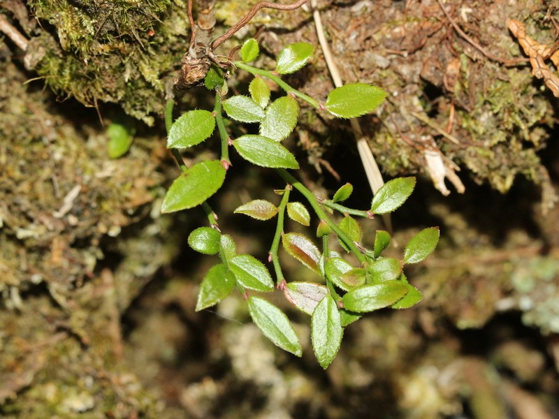 Vaccinium japonicum var. lasiostemon photo 3