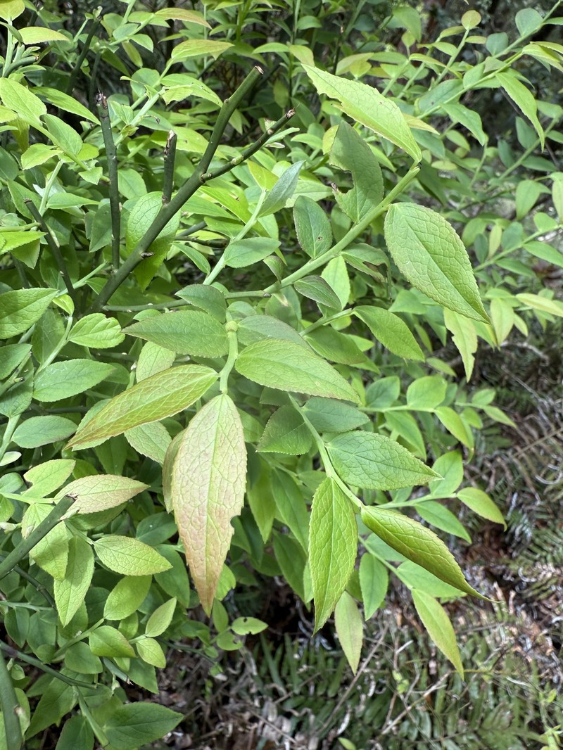 Vaccinium japonicum var. lasiostemon photo 4