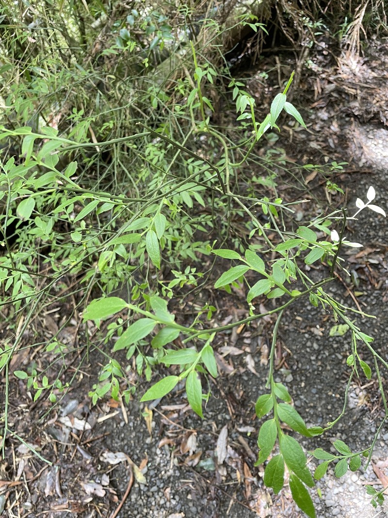 Vaccinium japonicum var. lasiostemon photo 8
