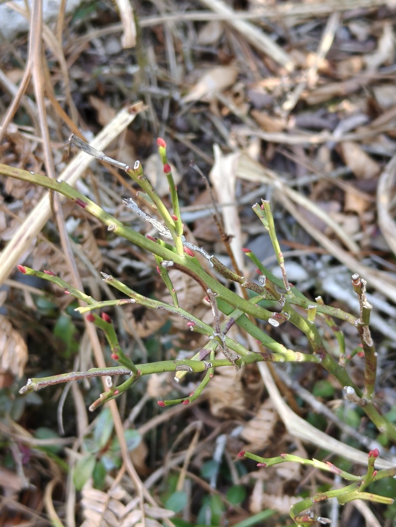 Vaccinium japonicum var. sinicum
